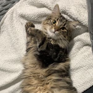 Picture of Princess Cartier