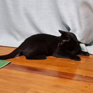 Picture of Mimi