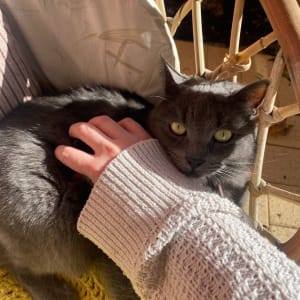 Picture of Greywacke Jones