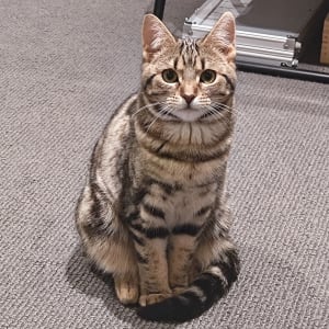 Picture of Biscuit