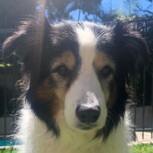 Picture of Jazz