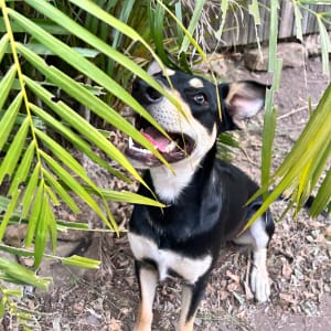 Picture of Kovu