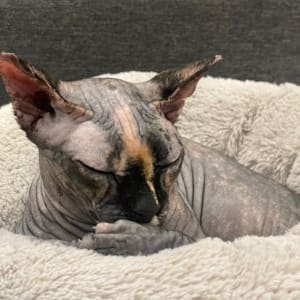 Picture of Blueberry