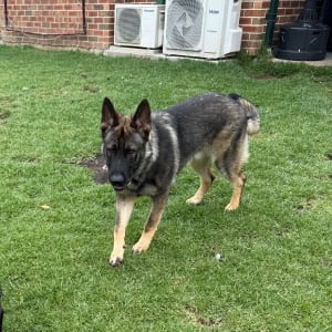 Picture of Duke