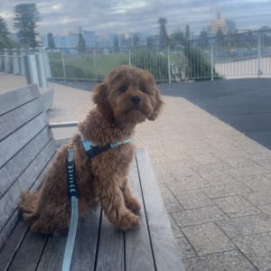 Picture of Cody