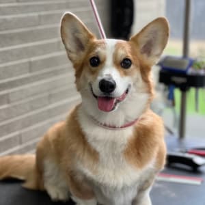 Picture of coco