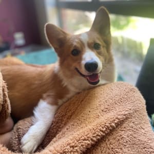 Picture of cream