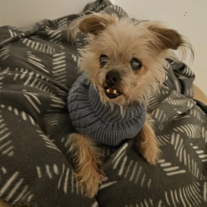 Picture of Rocky