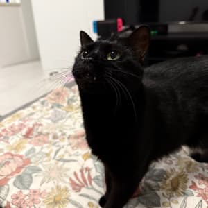 Picture of Luna