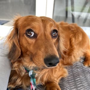 Picture of Alfie