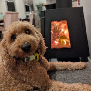 Picture of Rocky