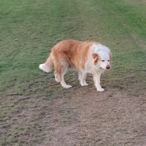 Picture of Archie