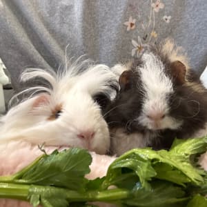 Picture of Pretzel and Pringle