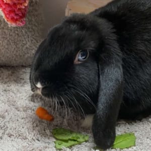 Picture of Billie Joe