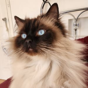 Picture of Frankie