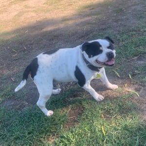 Picture of Oggie