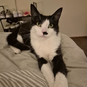 Picture of Jelly bean