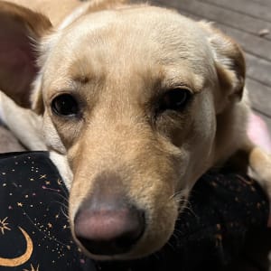 Picture of Nova