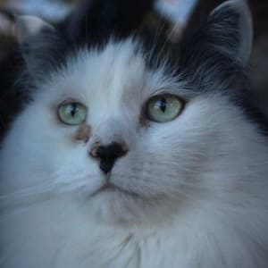 Picture of Victoria