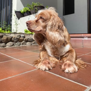 Picture of Lila