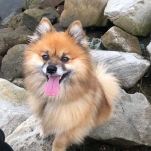 Picture of Dakota