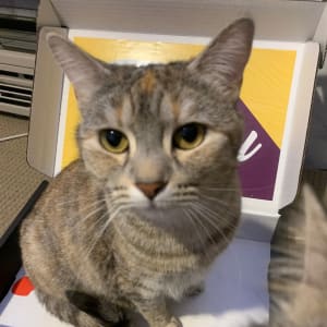 Picture of Skittles