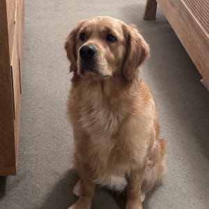 Picture of Oscar