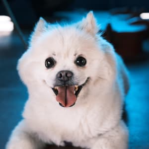 Picture of Meimei