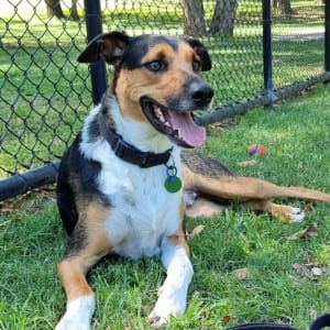 Picture of Buckley