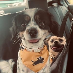 Picture of Daisy