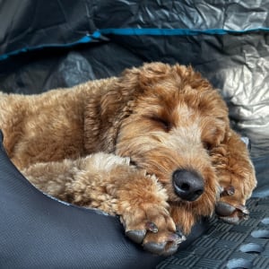 Picture of Pretzel