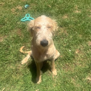 Picture of bear