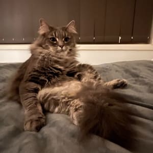 Picture of Otis