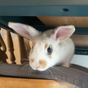 Picture of Pickle