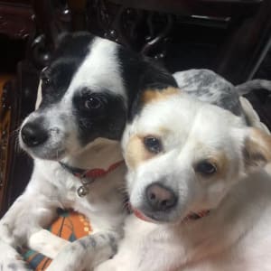 Picture of Champaign, Niuniu