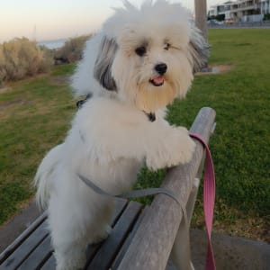 Picture of Snoopy