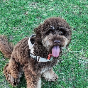 Picture of Scout