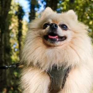 Picture of Cookie