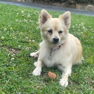 Picture of Velly (Velcro)