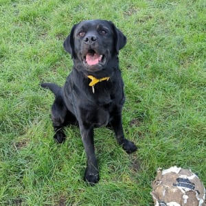 Picture of Ludo