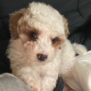 Picture of Missu