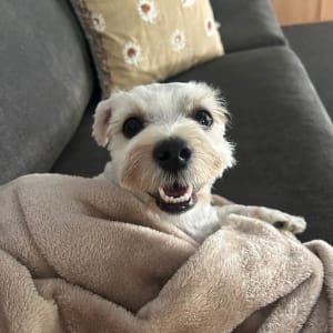 Picture of Koa