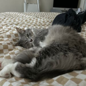 Picture of Poppy