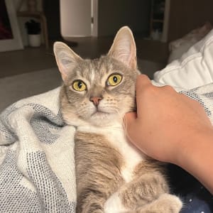 Picture of Haru