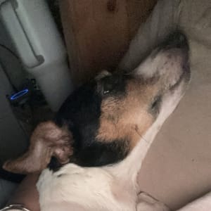 Picture of scotty