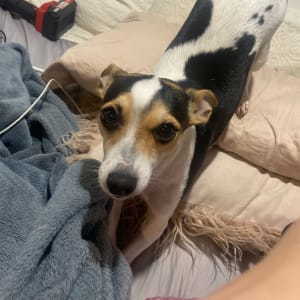 Picture of gracie