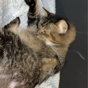 Picture of dooby