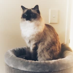 Picture of Fifi