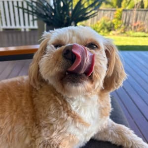 Picture of Ronnie