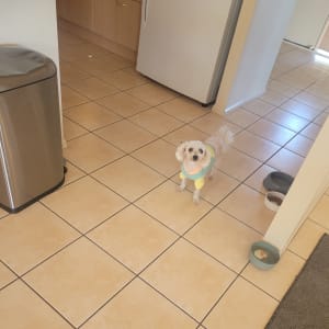 Picture of Rosie
